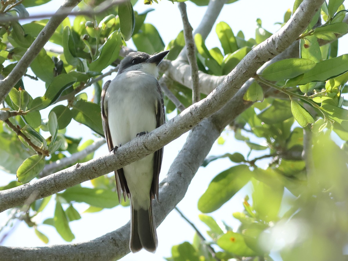 Gray Kingbird - Glenn Turner