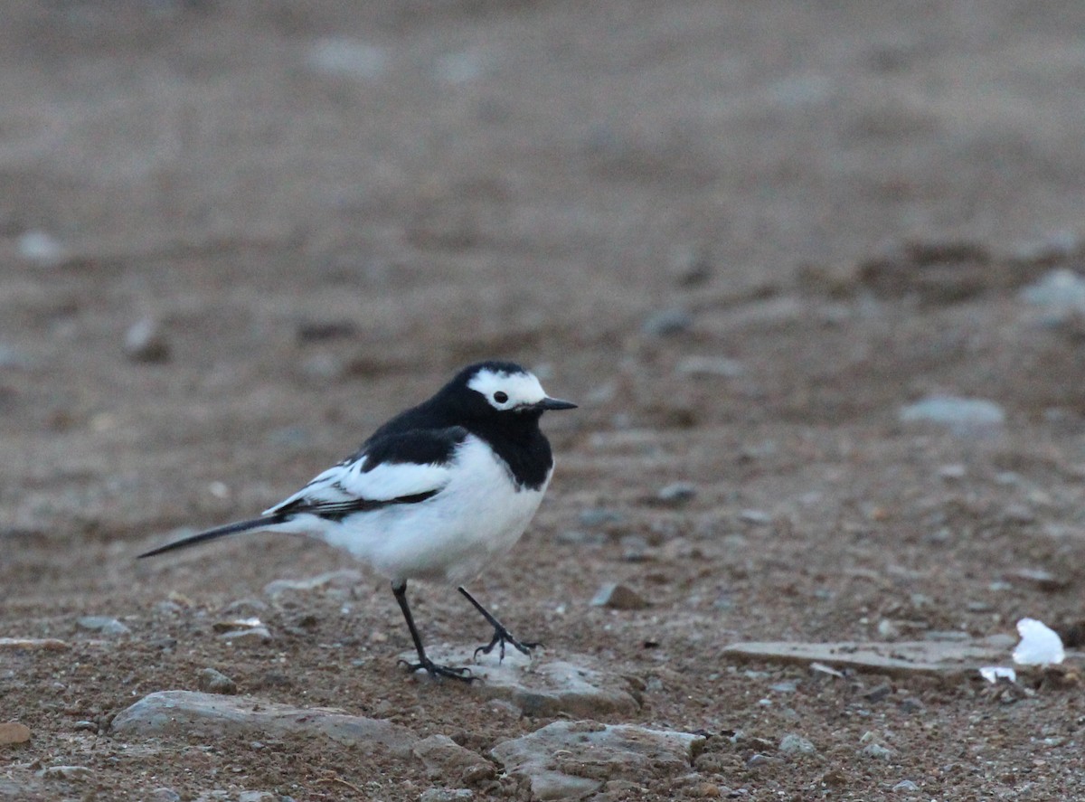 White Wagtail (Masked) - ML618818550