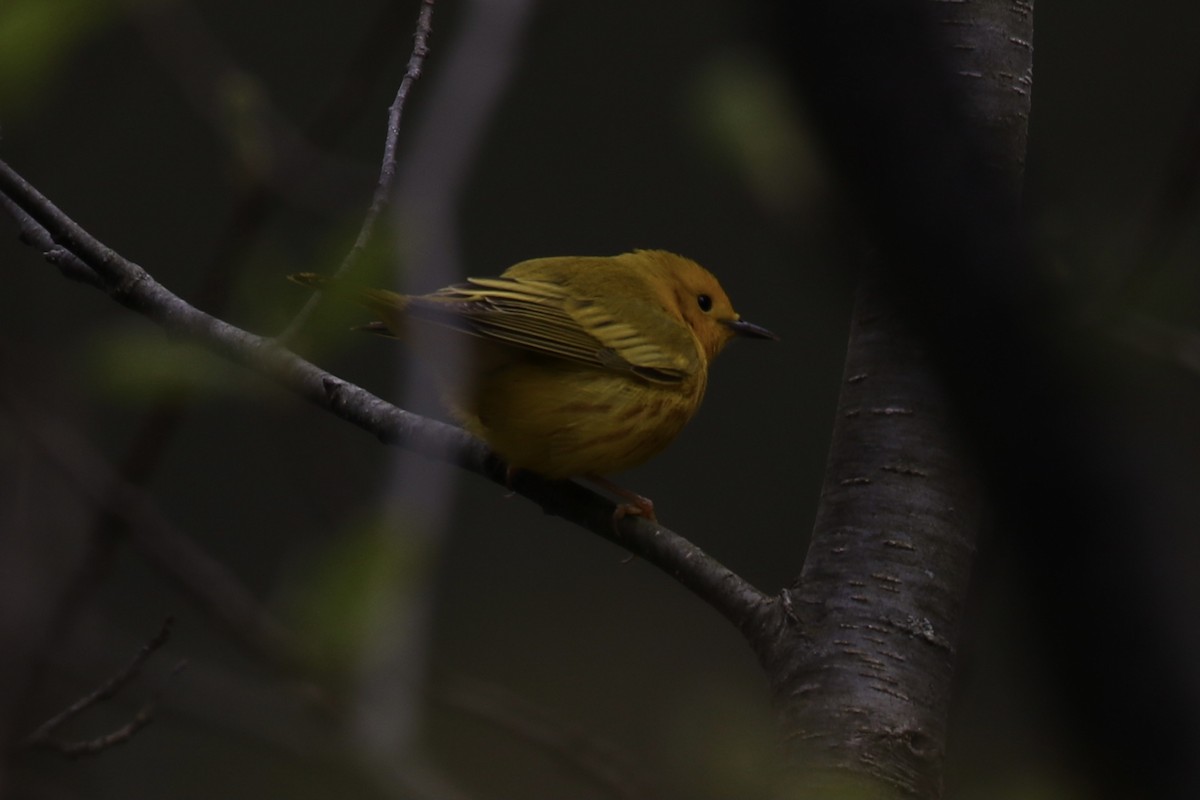 Yellow Warbler - BigYear SoPo2024