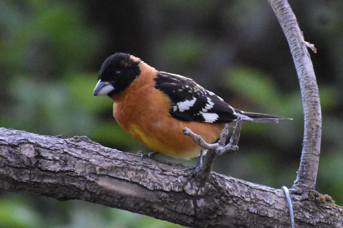 Black-headed Grosbeak - Darren Hall