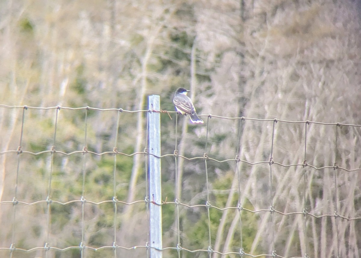 Eastern Kingbird - ML618818570