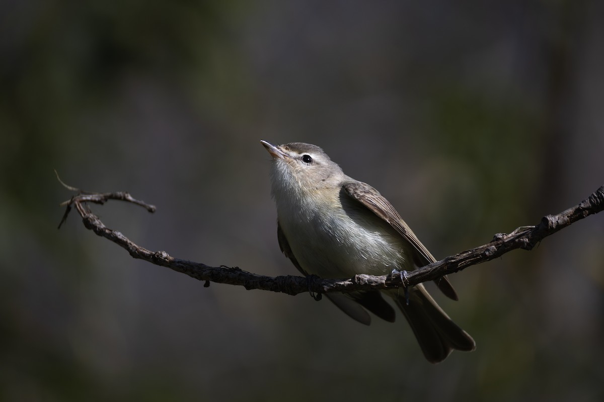 Warbling Vireo - Karim Bouzidi