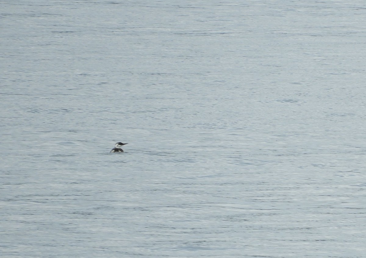 Common Murre - Christian Rixen