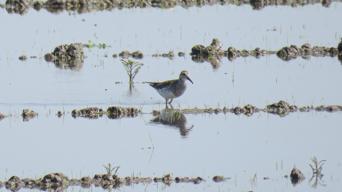 Pectoral Sandpiper - Andres J.S. Carrasco