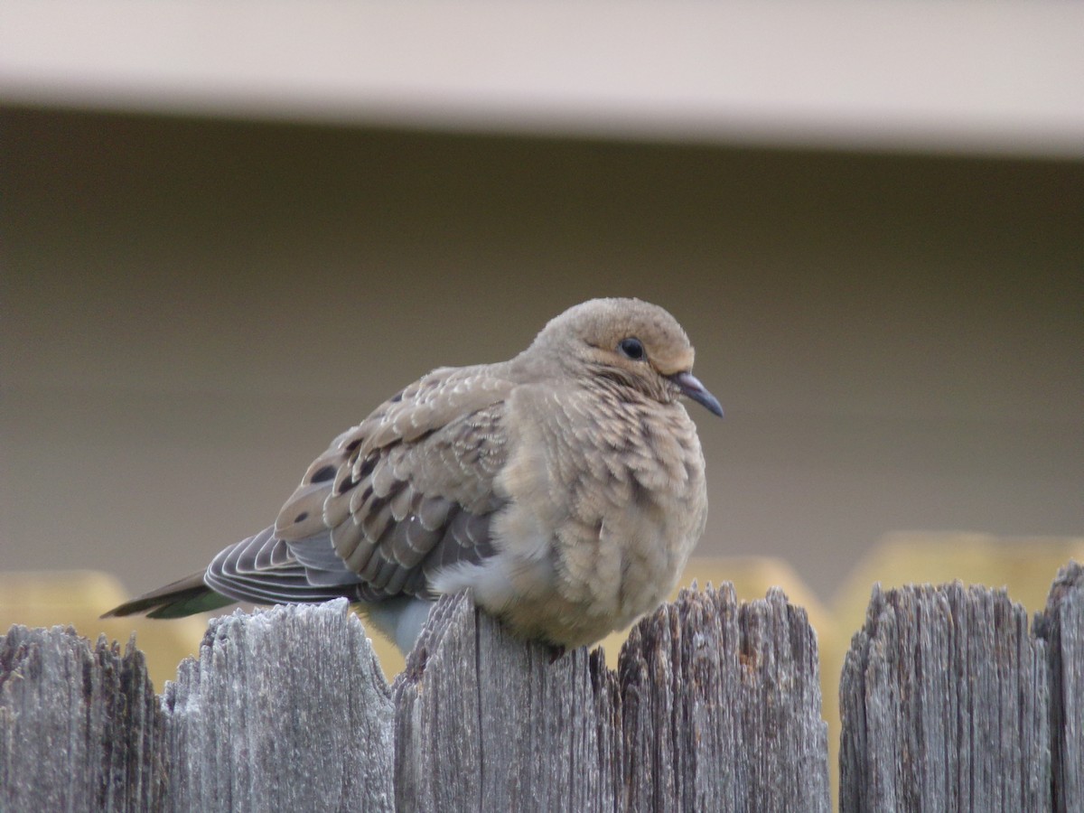 Mourning Dove - Texas Bird Family