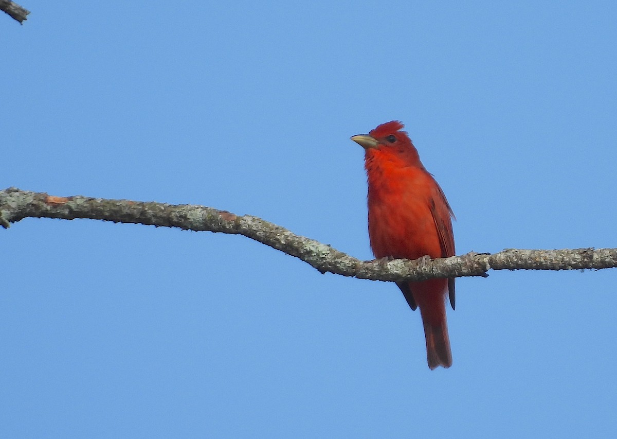 Summer Tanager - Christine Rowland