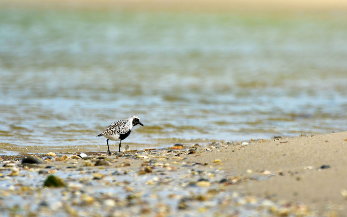 Black-bellied Plover - Janette Vohs