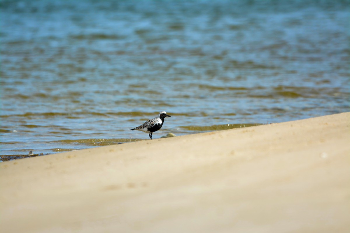 Black-bellied Plover - Janette Vohs