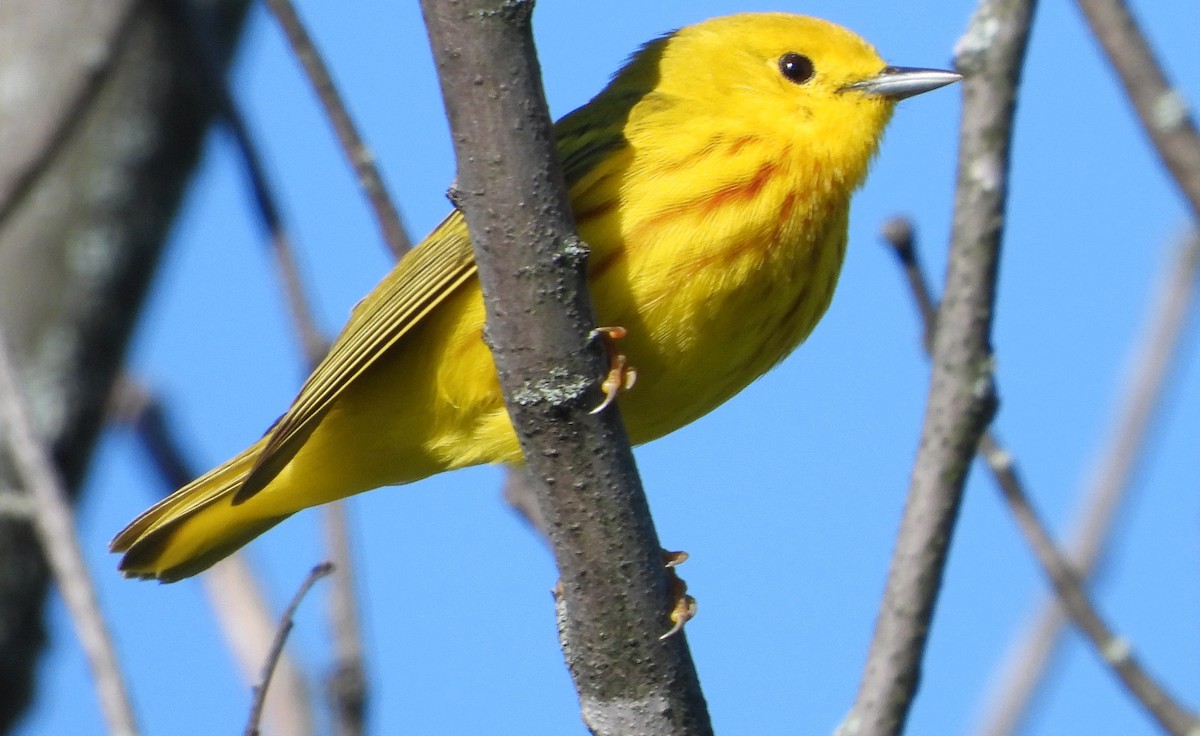 Yellow Warbler - Brent Daggett