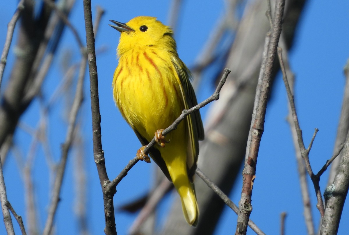 Yellow Warbler - Brent Daggett