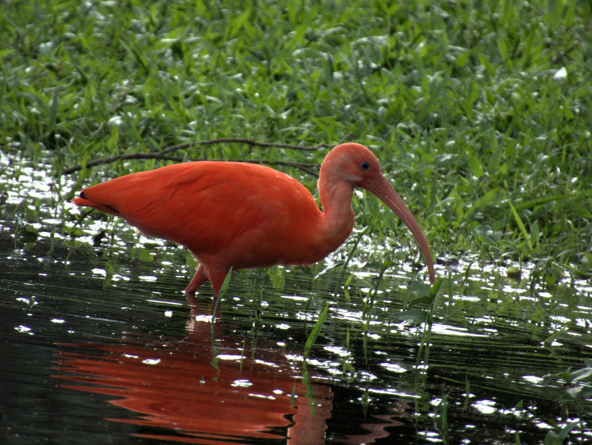 Scarlet Ibis - Beatriz Helena Pinzón Estupiñan