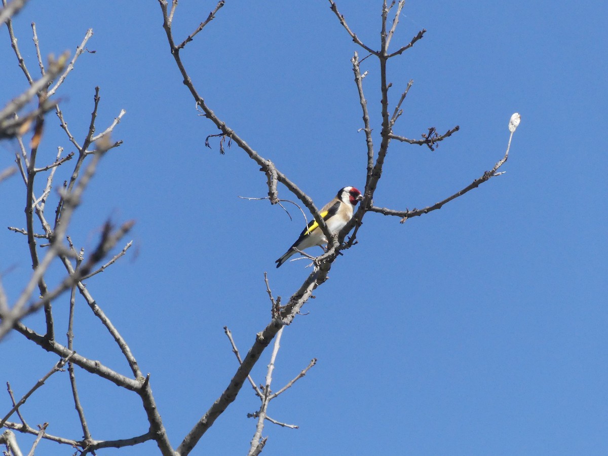 European Goldfinch - Guy RUFRAY