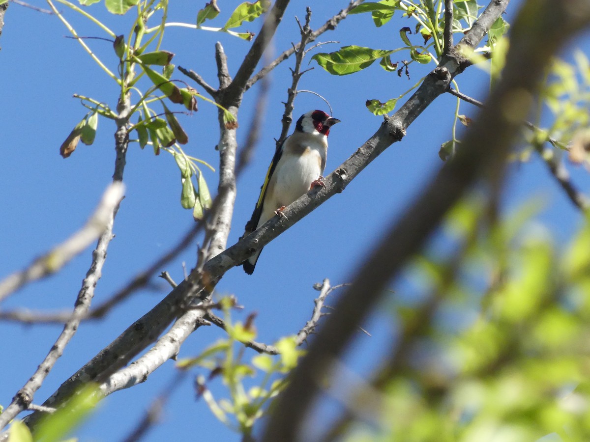 European Goldfinch - Guy RUFRAY