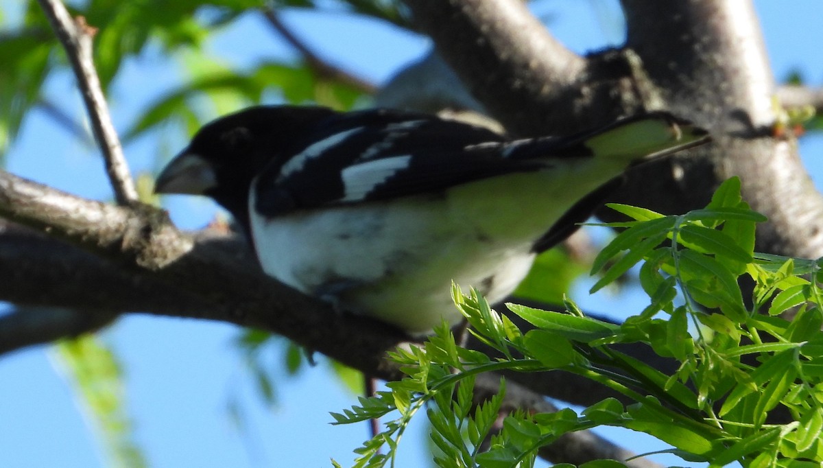 Rose-breasted Grosbeak - Brent Daggett