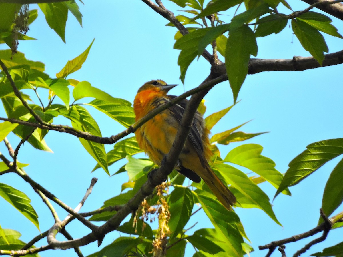 Baltimore Oriole - Mike Norton