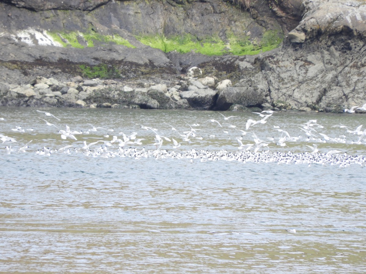 Bonaparte's Gull - Christian Rixen