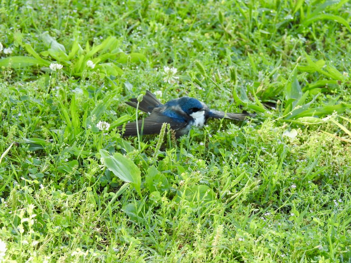 Tree Swallow - Ariel Dunham