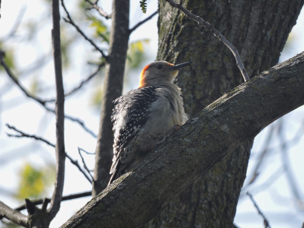 Red-bellied Woodpecker - Mike Norton