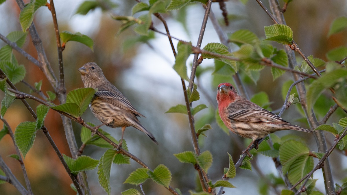 House Finch - Karim Bouzidi