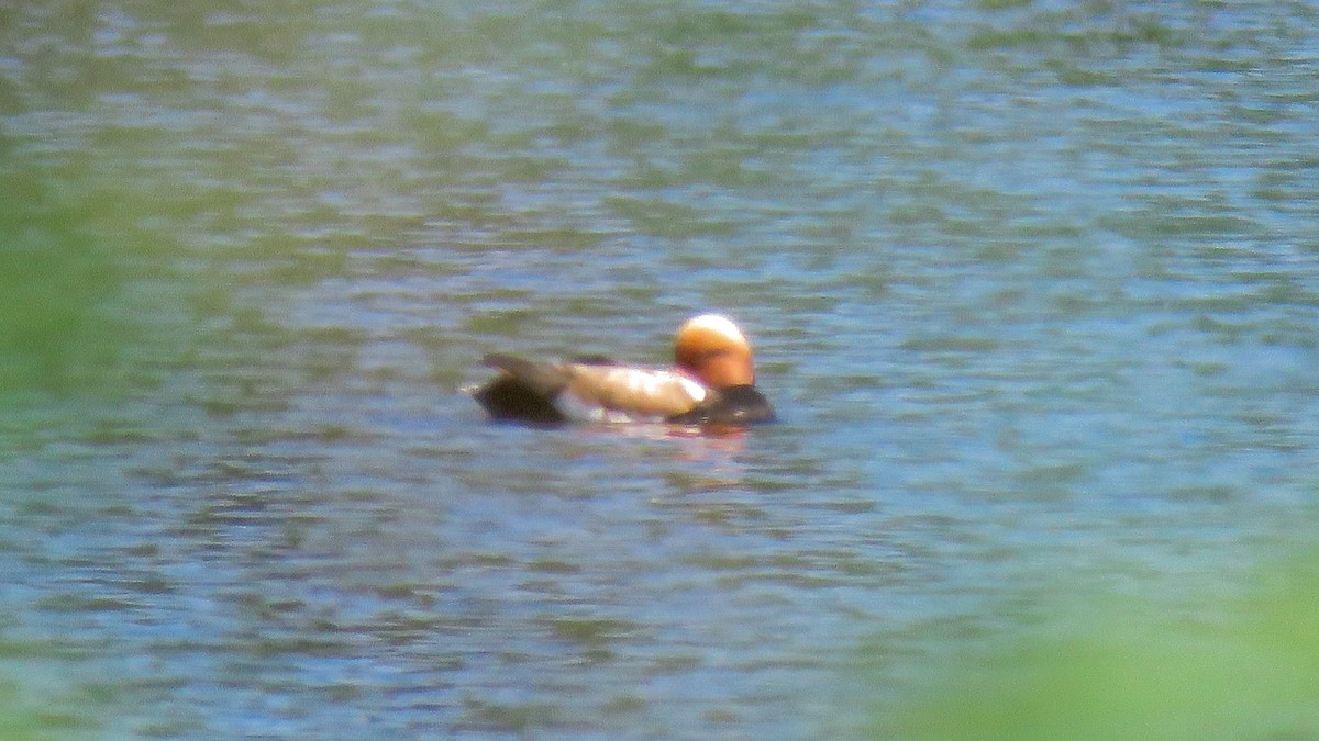 Red-crested Pochard - ML618818660