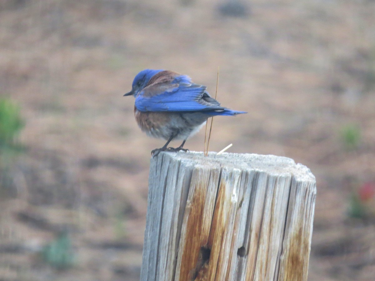 Western Bluebird - Susan McAdams