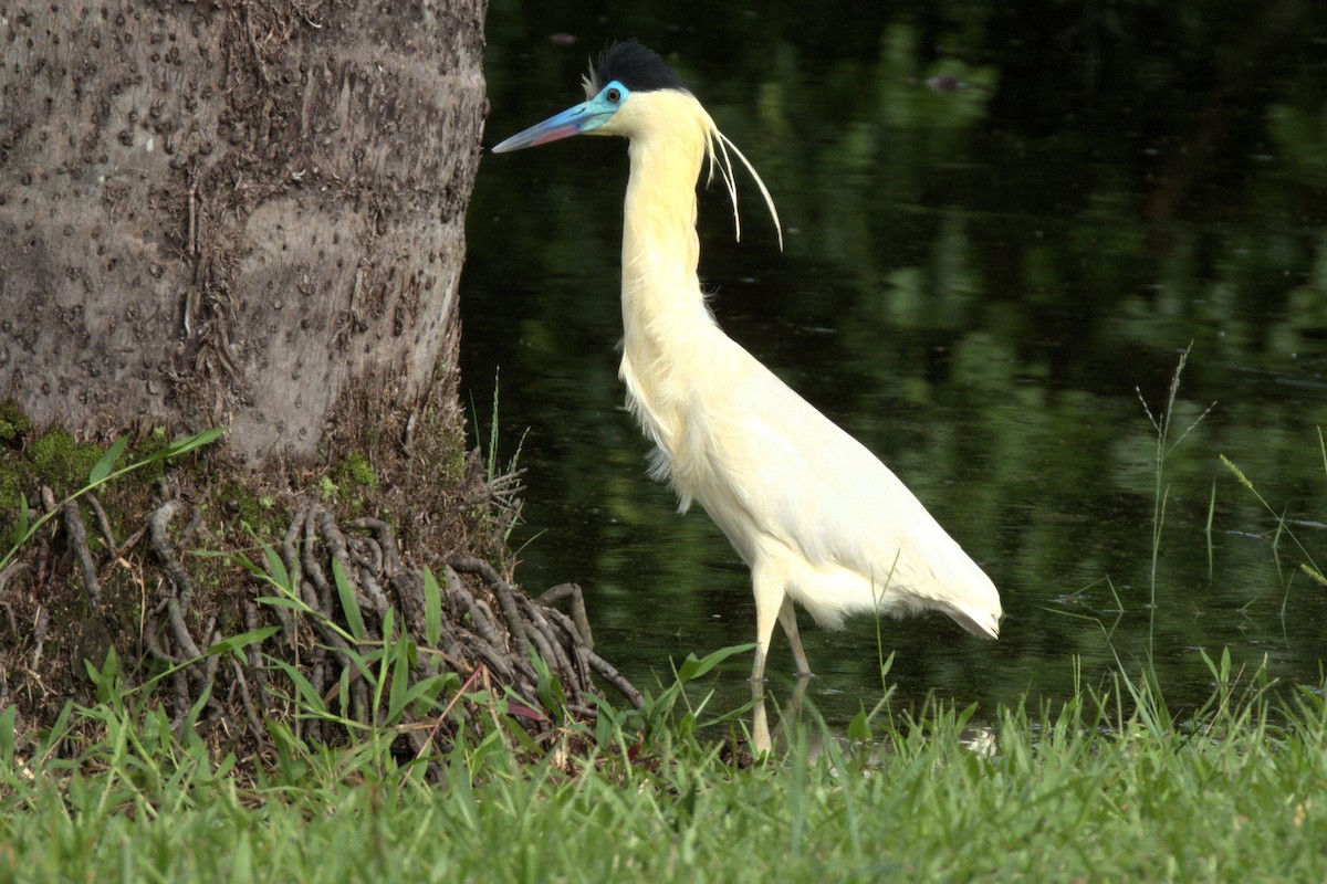 Capped Heron - Beatriz Helena Pinzón Estupiñan