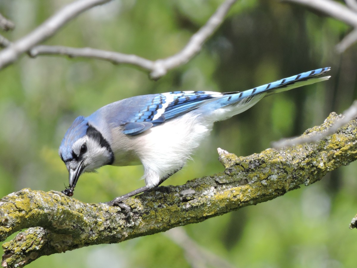 Blue Jay - Mike Norton