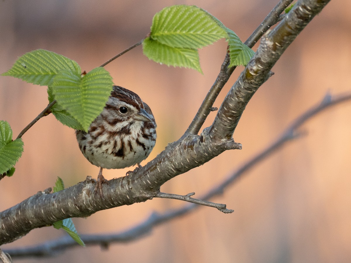 Song Sparrow - Karim Bouzidi