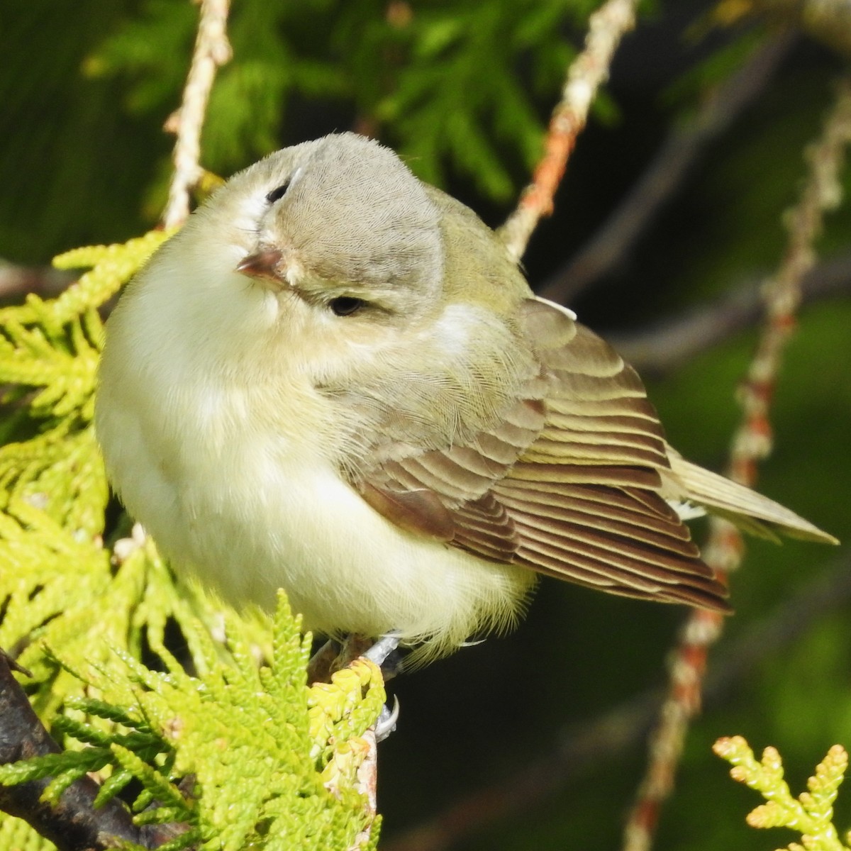 Warbling Vireo - Mike Ferguson