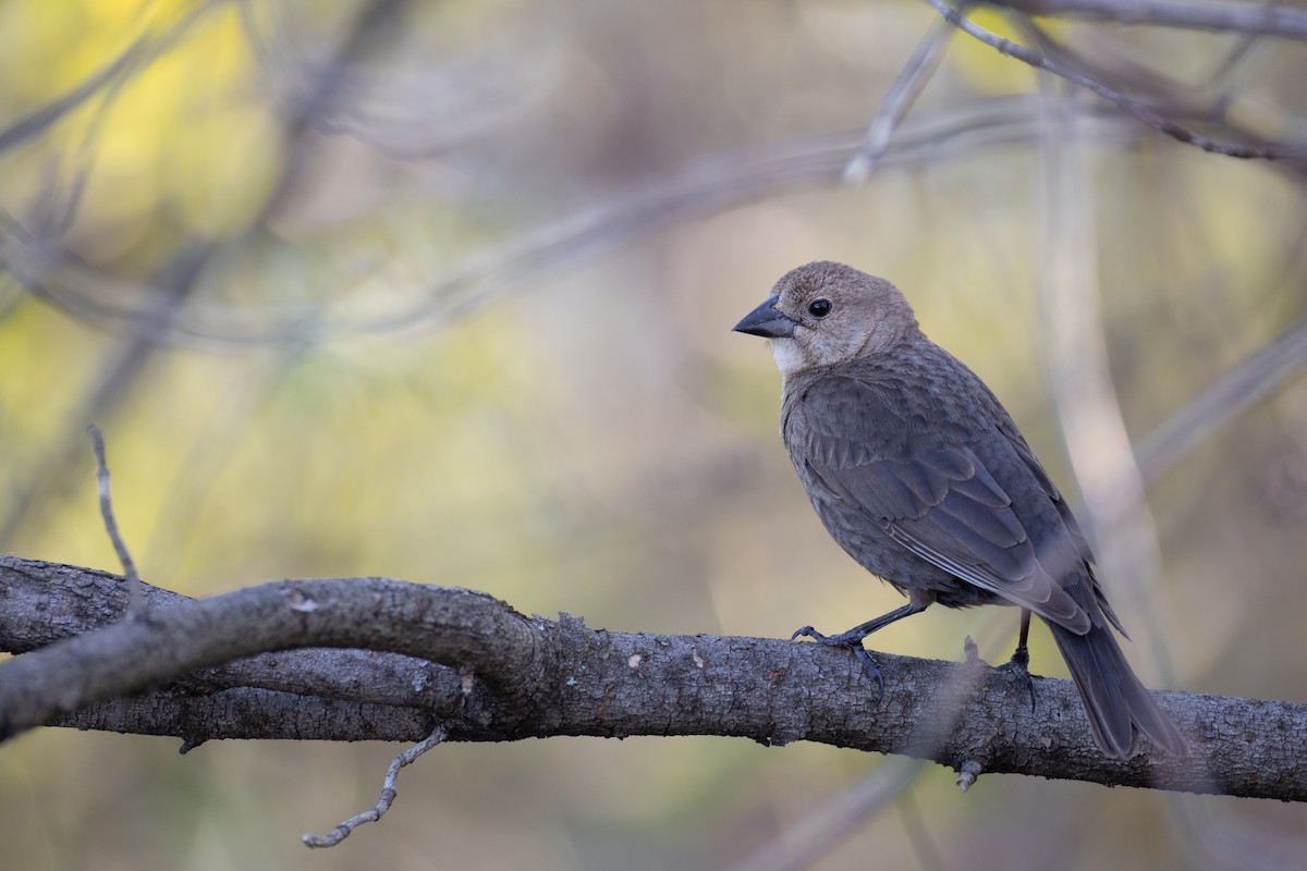 Brown-headed Cowbird - Karim Bouzidi