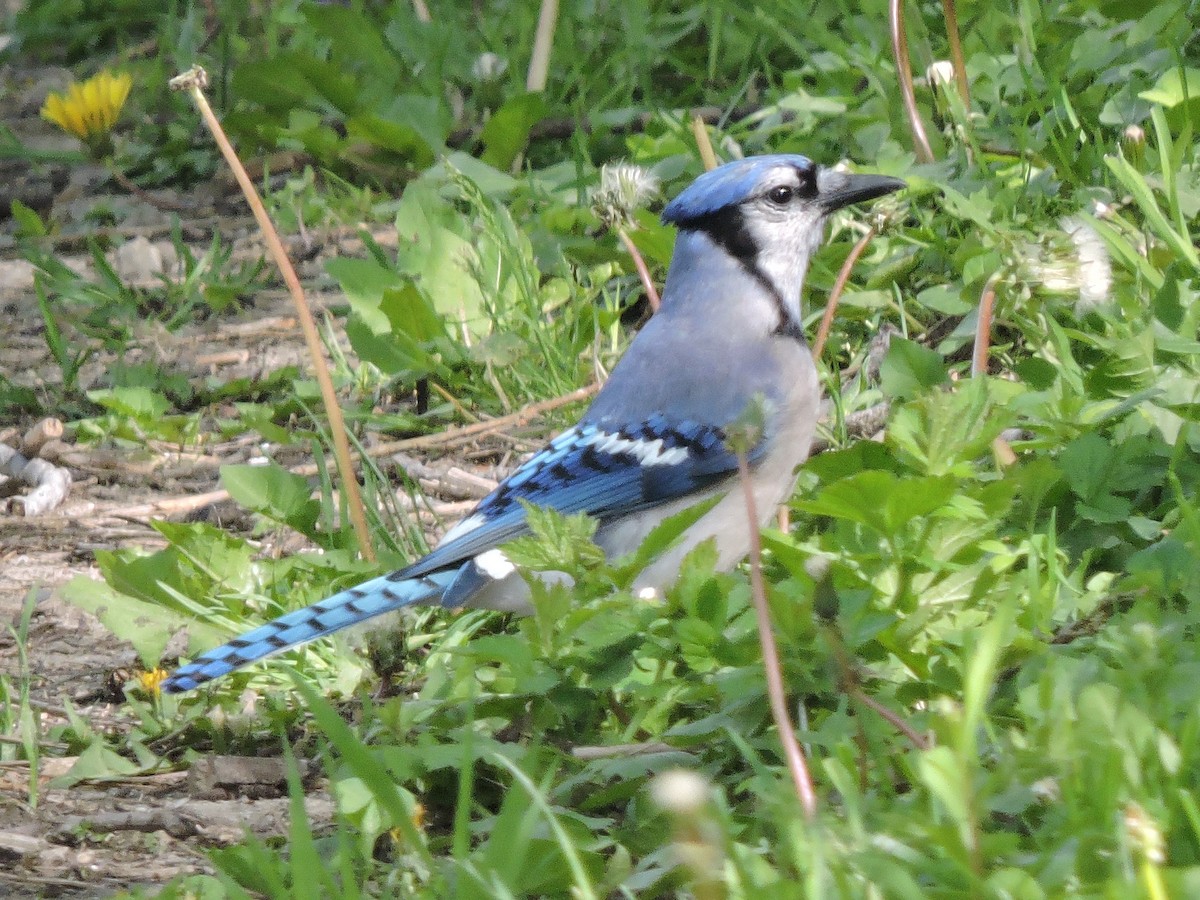 Blue Jay - Mike Norton