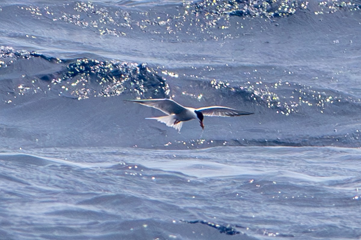 Common Tern - Tanya Smythe