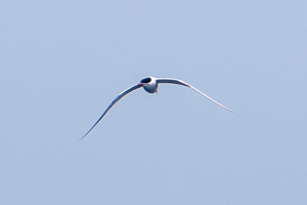 Common Tern - Tanya Smythe