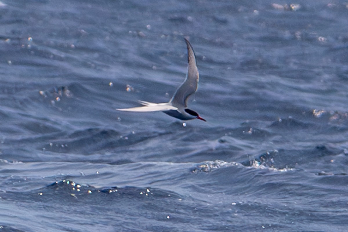 Common Tern - Tanya Smythe