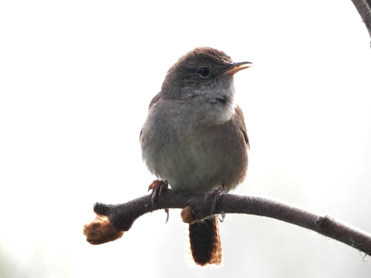 House Wren - Mike Ferguson