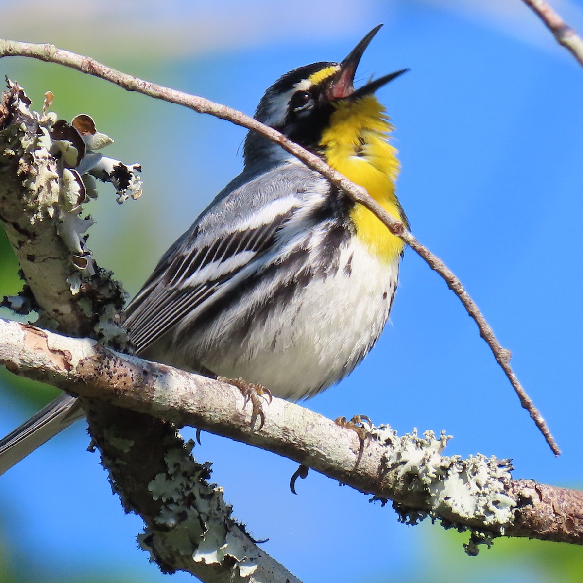 Yellow-throated Warbler - Tom & Anna Leith