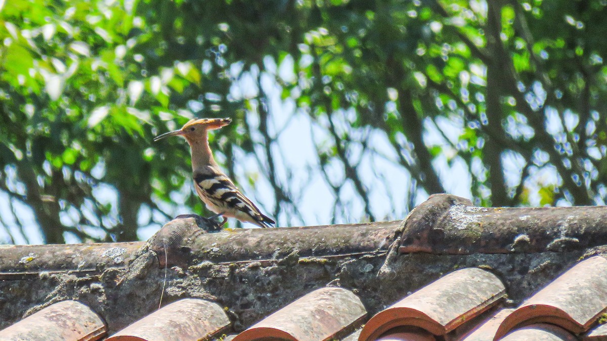 Eurasian Hoopoe - Andres J.S. Carrasco