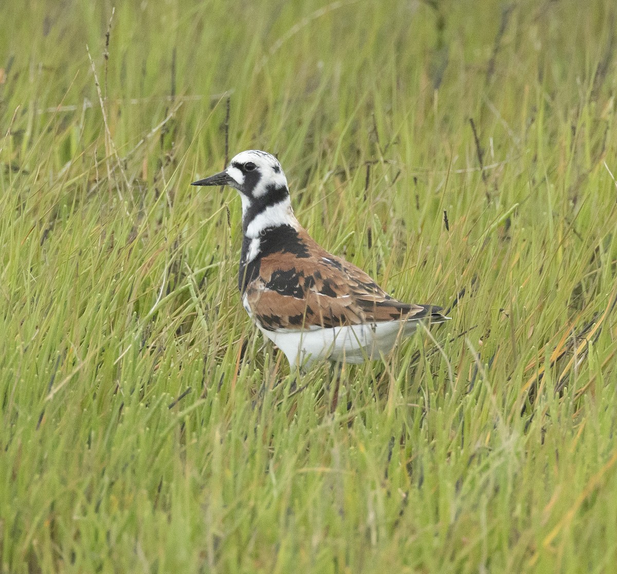 Ruddy Turnstone - terry moore