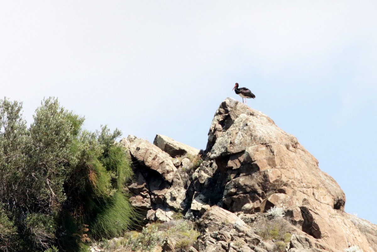 Black Stork - Olivier Laporte