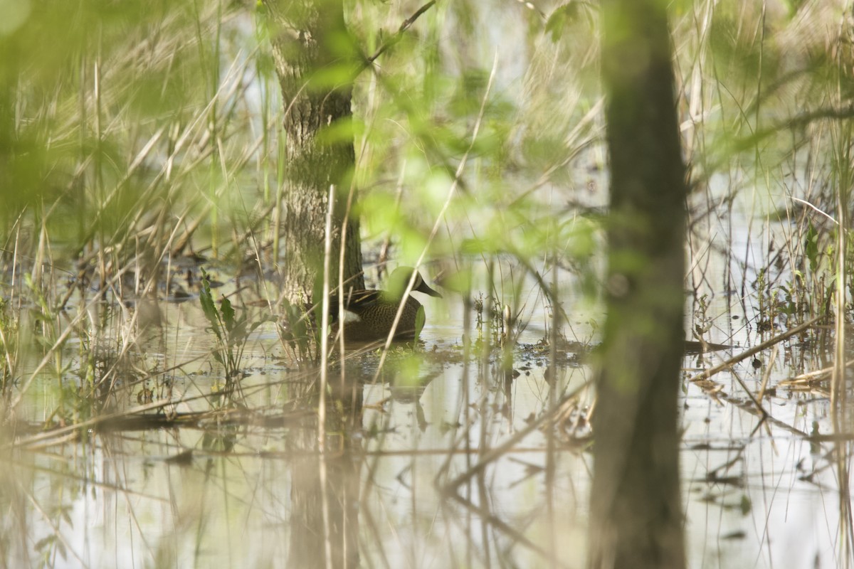 Blue-winged Teal - Paul Miller