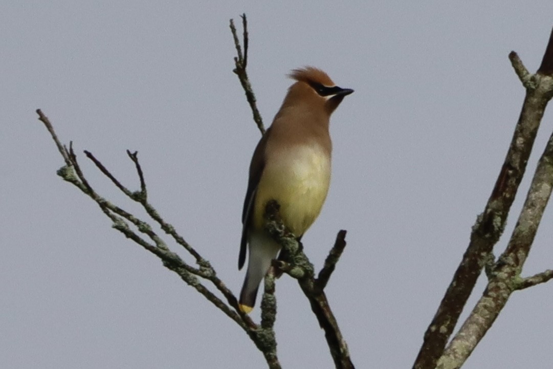 Cedar Waxwing - John Denice