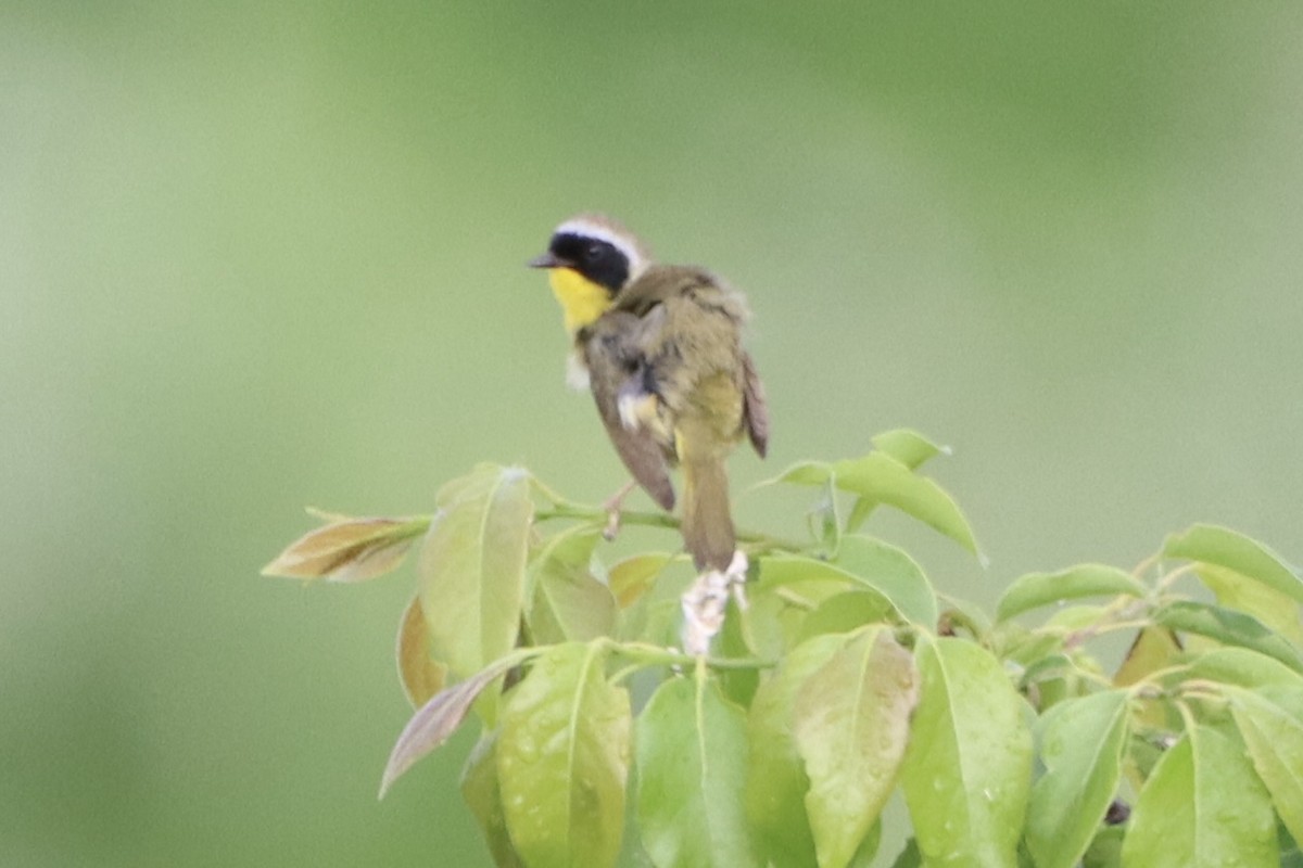 Common Yellowthroat - John Denice