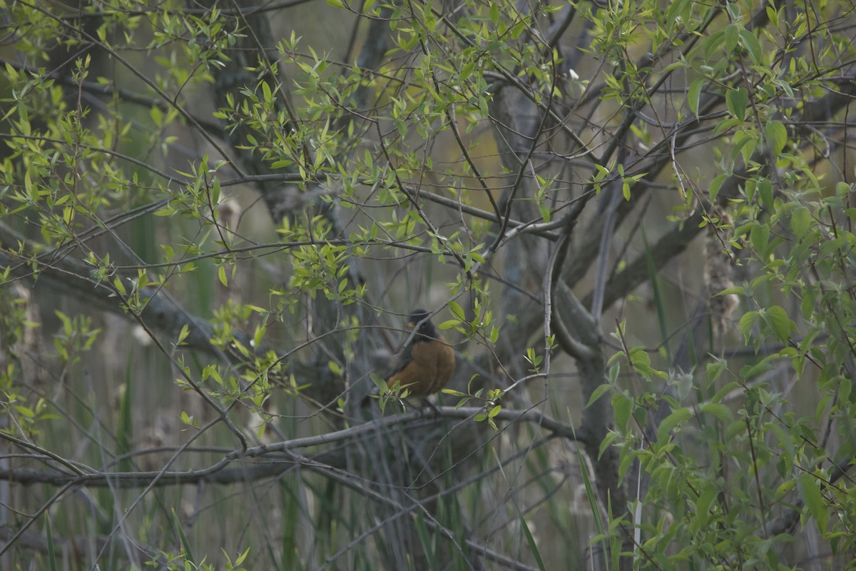 American Robin - Paul Miller