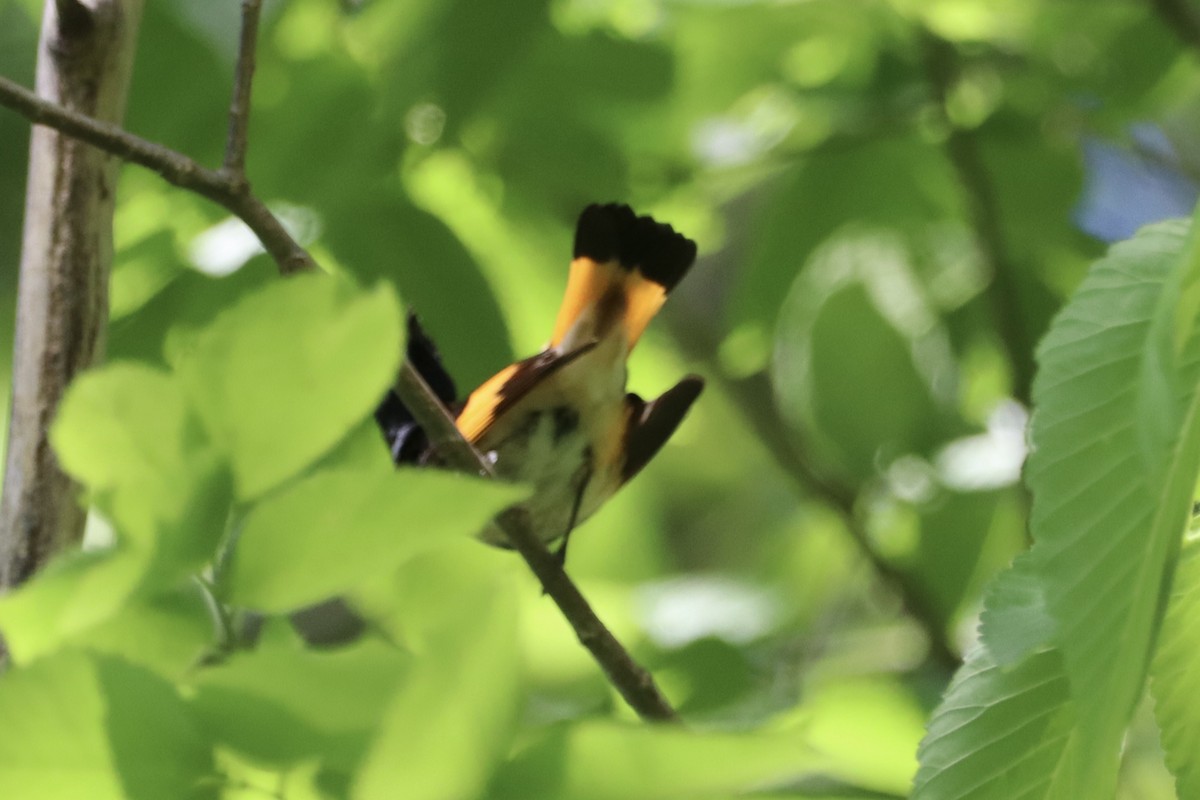 American Redstart - John Denice