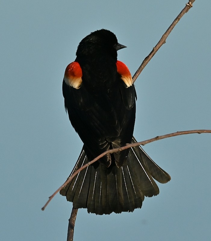 Red-winged Blackbird - Regis Fortin