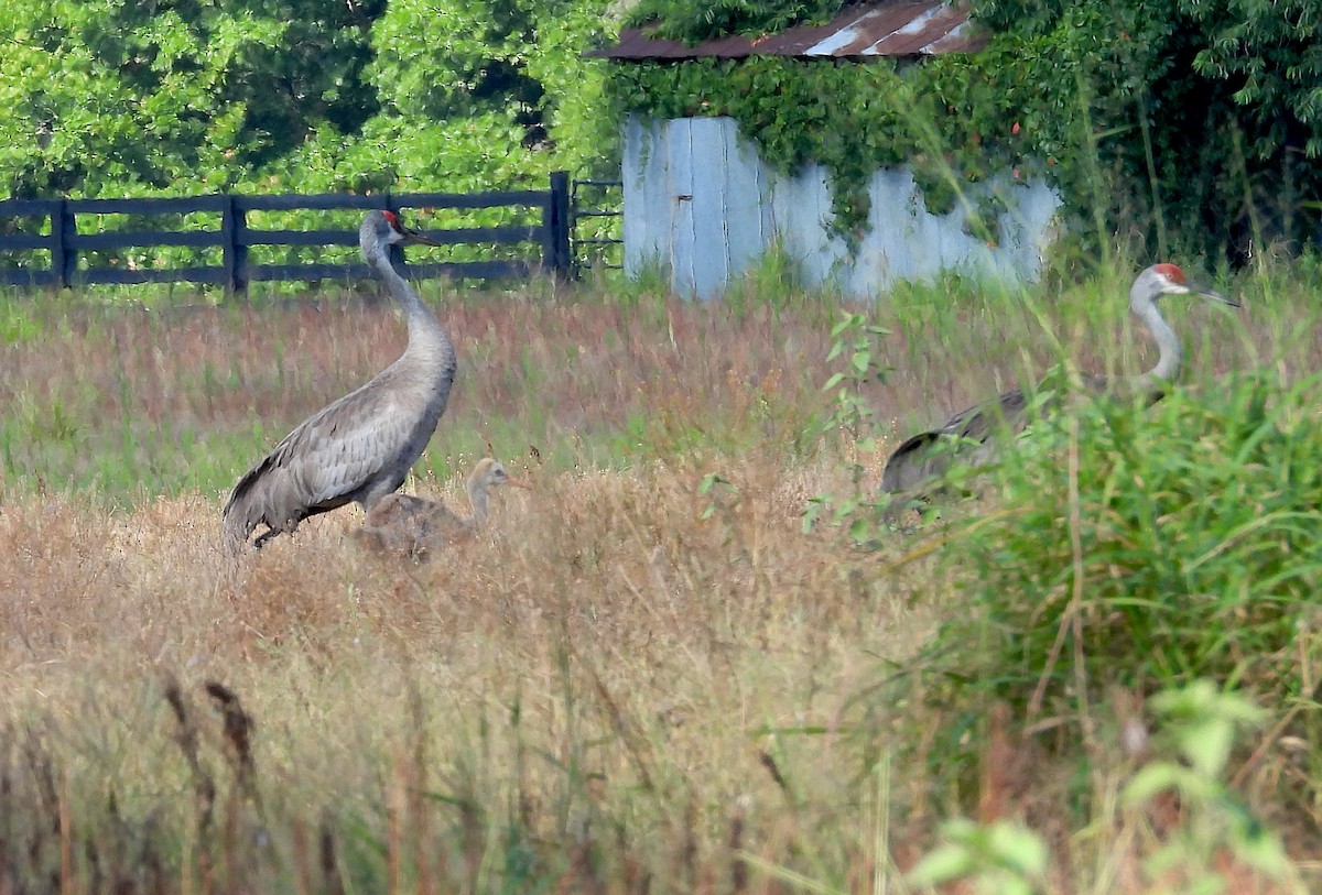 Sandhill Crane (pratensis) - Christine Rowland