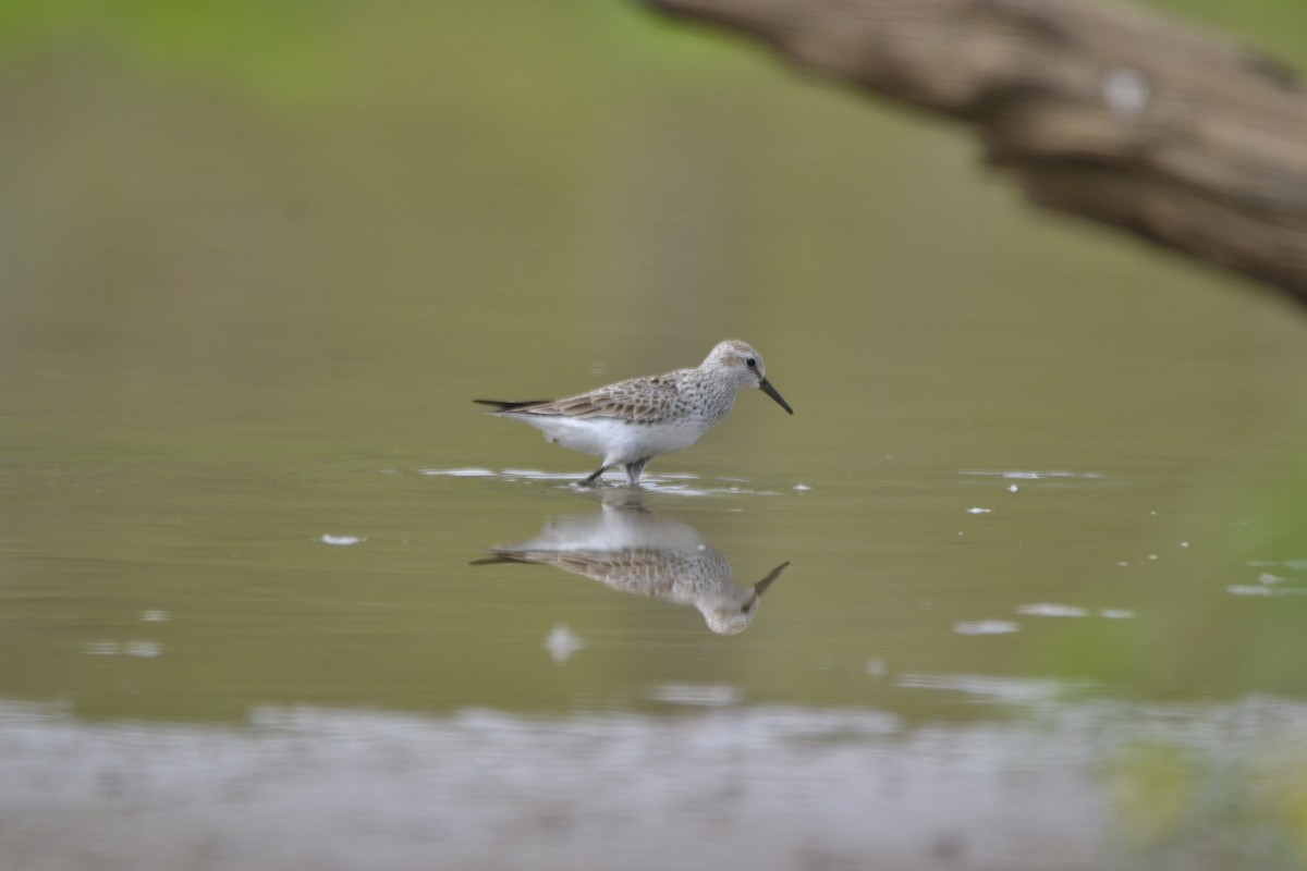 White-rumped Sandpiper - ML618818769