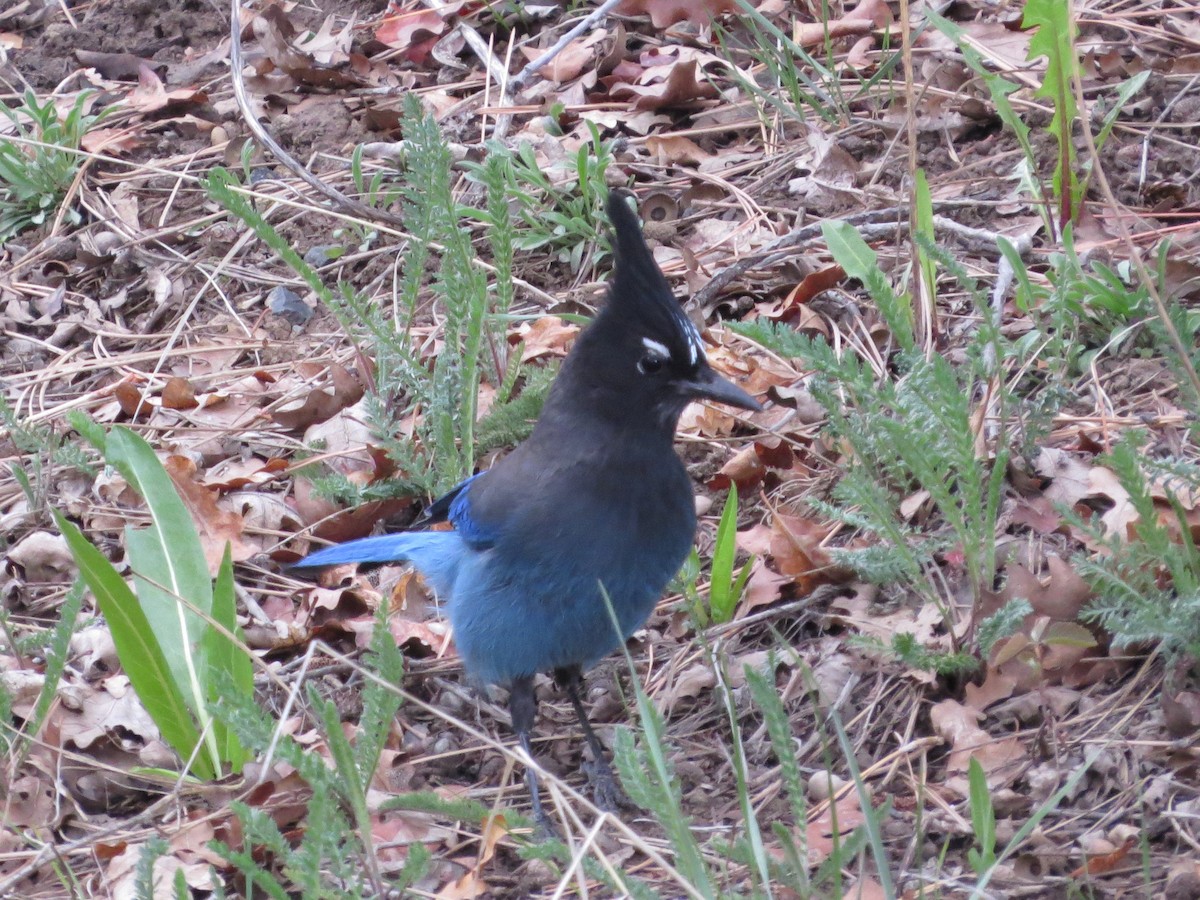 Steller's Jay - Susan McAdams