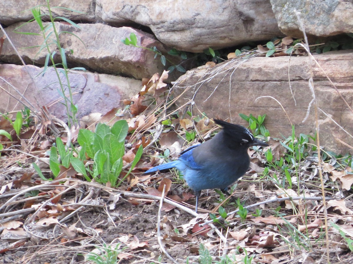 Steller's Jay - Susan McAdams