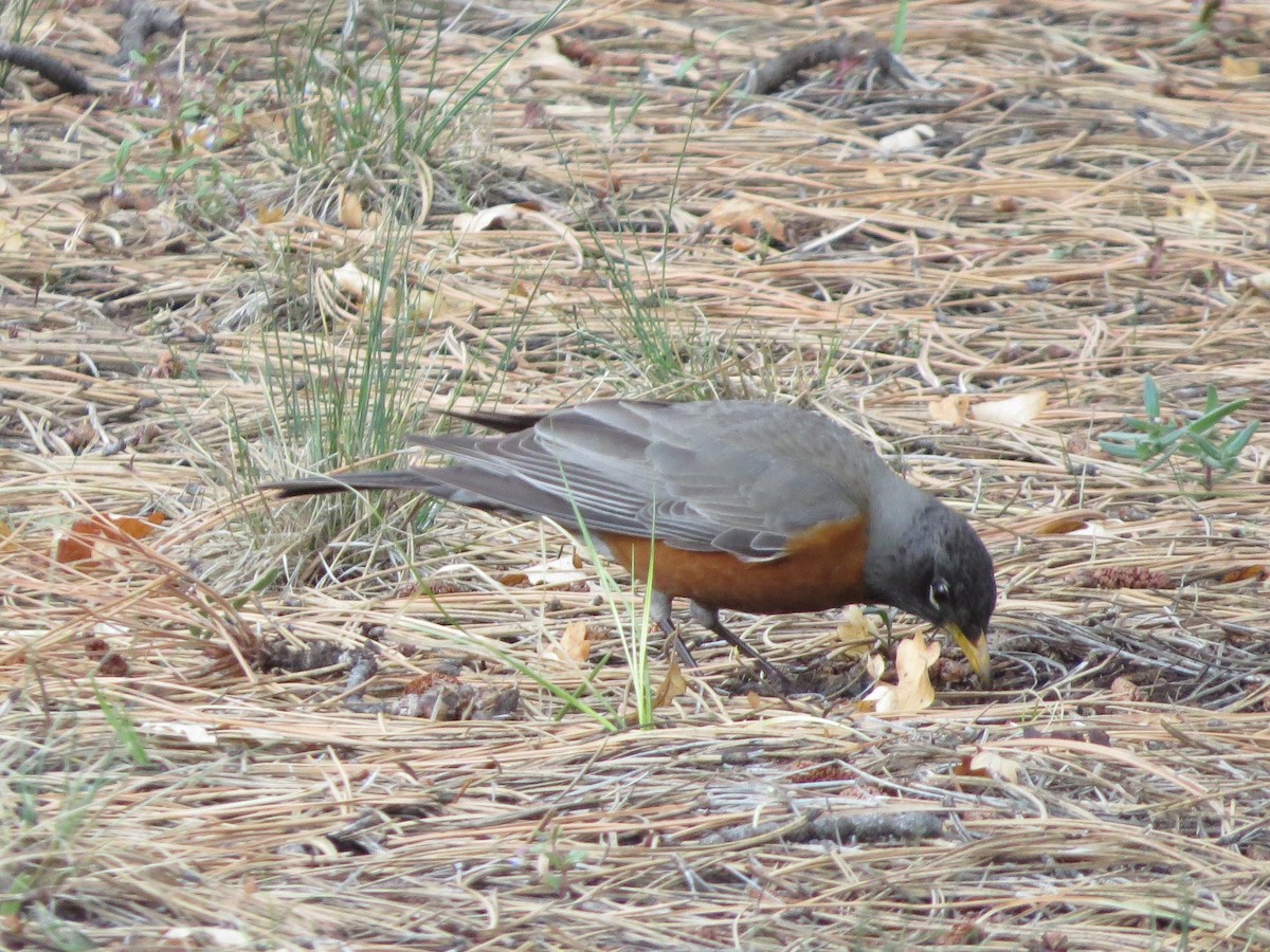 American Robin - Susan McAdams